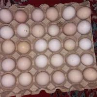 تخم مرغ دورگه لاری محلی(خوراکی و نطفه دار)