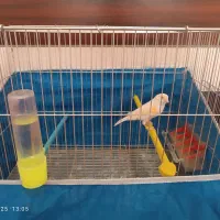 قناری ماده آماده