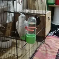 عروس هلندی|پرنده|آبادان, |دیوار