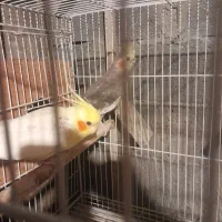 دجفت طوطی عروس لوتینو با جوجه ابلاغ.|پرنده|فریدونکنار, |دیوار