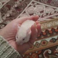 همستر کمپل و سوری دستی