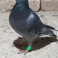 ۲عدد کبوتر|پرنده|قزوین, |دیوار