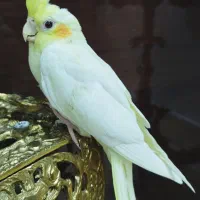 عروس هلندی|پرنده|تهران, جوادیه تهرانپارس|دیوار
