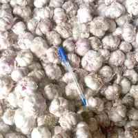 سیر کویر|خوردنی و آشامیدنی|سمنان, |دیوار