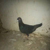 زاغ نر|پرنده|اسفراین, |دیوار