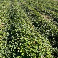 نهال توت فرنگی سابرینا