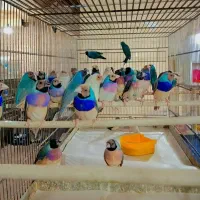 خریدو فروش فنج گلدین جغدی کرواتی کینگ الماسی بنگال