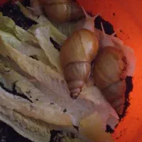 حلزون آچاتینا