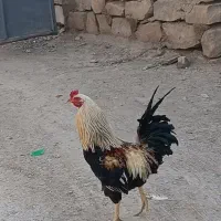 مرغ و خروس محلی و مرغ سفید تخم گذار
