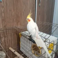 عروس هلندی