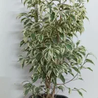 گل های اپارتمانی|گل و گیاه طبیعی|نیشابور, مبارکه|دیوار