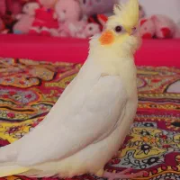 گمشده عروس هلندی لوتینو ماده در استقامت