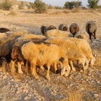 فروش 32 راس میش داشتی ناز آبستن ترکی بختیاری|حیوانات مزرعه|کازرون, |دیوار