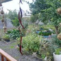 سوییت ویلا باغ سنتی دربست|اجارهٔ کوتاه‌مدت آپارتمان و سوئیت|آمل, |دیوار