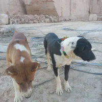 جوفت نر و ۸ ماهه|سگ|محلات, |دیوار