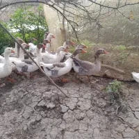 غاز محلی گوشتی و سنگین وزن|حیوانات مزرعه|رشت, پسیخان|دیوار