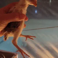 لاری اوشامو