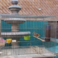 سهره نر و ماده|پرنده|اصفهان, پزوه|دیوار