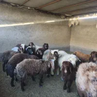 بره پرواری|حیوانات مزرعه|دهدشت, |دیوار