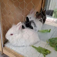 خرگوش بچه خرگوش|موش و خرگوش|خمینیشهر, |دیوار