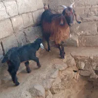 بز زایده|حیوانات مزرعه|نهبندان, |دیوار