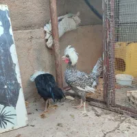 مرغ و خروسهای چینی،سیبرایت،لهستانی|حیوانات مزرعه|جلفا, |دیوار