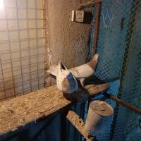 کبوتر دو عدد طوقی دو عدد سورر هما|پرنده|مشکین‌دشت, |دیوار