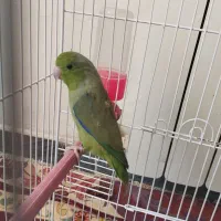 طوطی کوتوله رنگ آبی گمشده