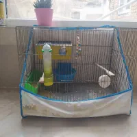 مرغ عشق|پرنده|قزوین, |دیوار