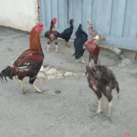 ۷ عدد مرغ و خروس لاری توعکس معلومه حضوری هم بیا