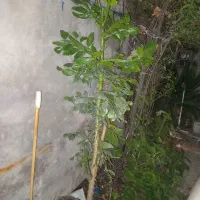 کاکتوس خرگوشی