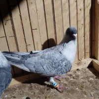 موشی نقره‌ای|پرنده|گنبد کاووس, |دیوار