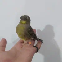 قناری گلاستر ماده|پرنده|ملایر, |دیوار