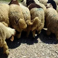 بره