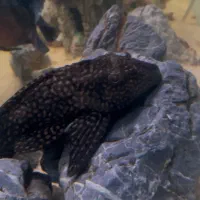 ماهی اکواریوم|ماهی|اهواز, زیتون کارمندی|دیوار