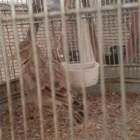 سهره خاکی|پرنده|بلداجی, |دیوار