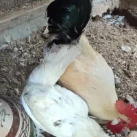 مرغ و خروس