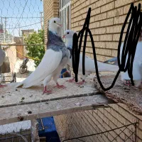 کفتر یا کبوتر طوقی معاوضه با عروس هلندی|پرنده|بافق, |دیوار