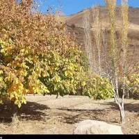 زمین کشاورزی و باغ (3 هکتار آبی)