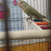 طوطی برزیلی