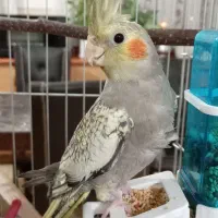 عروس هلندی گل باقالی