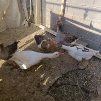 غاز|حیوانات مزرعه|نورآباد ممسنی, |دیوار