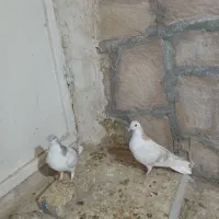 جوانه ذات هفت‌رنگ