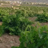 یک هکتار باغ انگوری ثمری سنددار کمتر از قیمت پارچه|فروش زمین و ملک کلنگی|همایجان, |دیوار