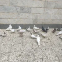 تعداد سی تا کبوتر تهرانی|پرنده|اسلامشهر, شهرک مفیدی|دیوار