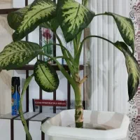 فروش گل خانگی|گل و گیاه طبیعی|سرپل ذهاب, |دیوار