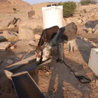 الاغ|حیوانات مزرعه|دهدشت, |دیوار