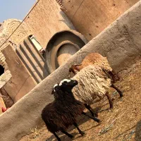 بره رومانف میش بز