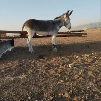 الاغ|حیوانات مزرعه|فریمان, |دیوار