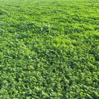 یونجه|خدمات باغبانی و درختکاری|سوسنگرد, |دیوار